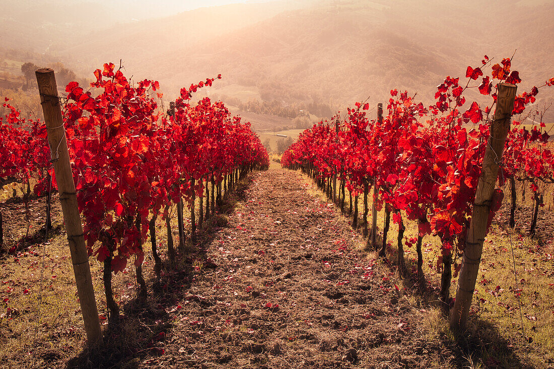 Red vineyard lines on a hazy day, Emilia Romagna, Italy, Europe