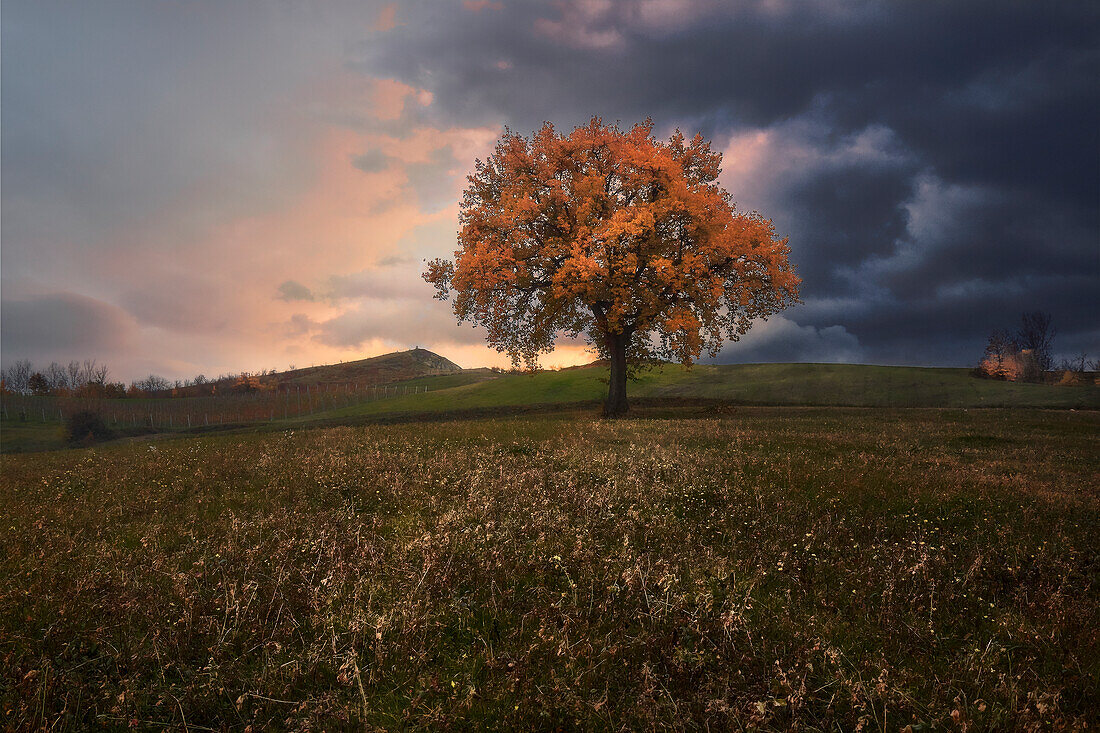 Orange colored oak in a field with a stormy cloudy sky and sunset light filtering on the side, Italy, Europe