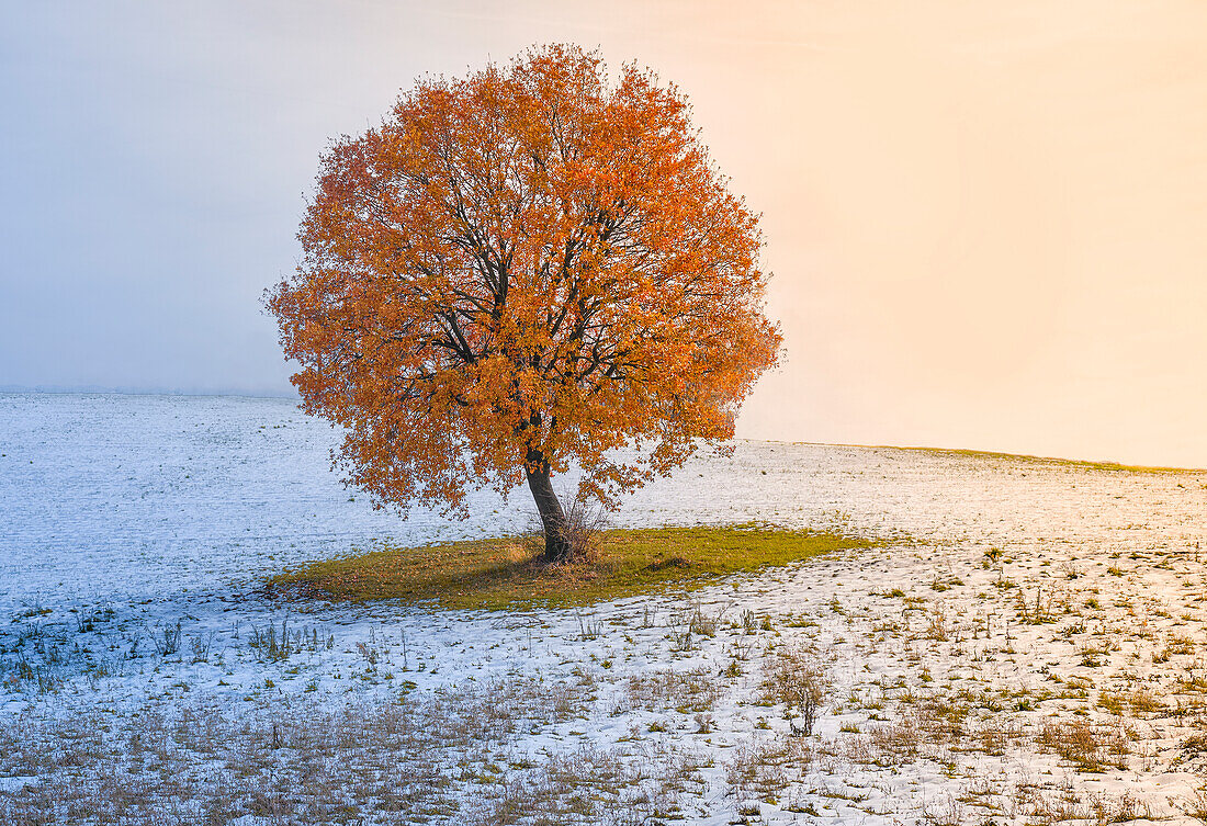 Eine Eiche mit orangefarbenen Blättern inmitten eines schneebedeckten Feldes, Italien, Europa