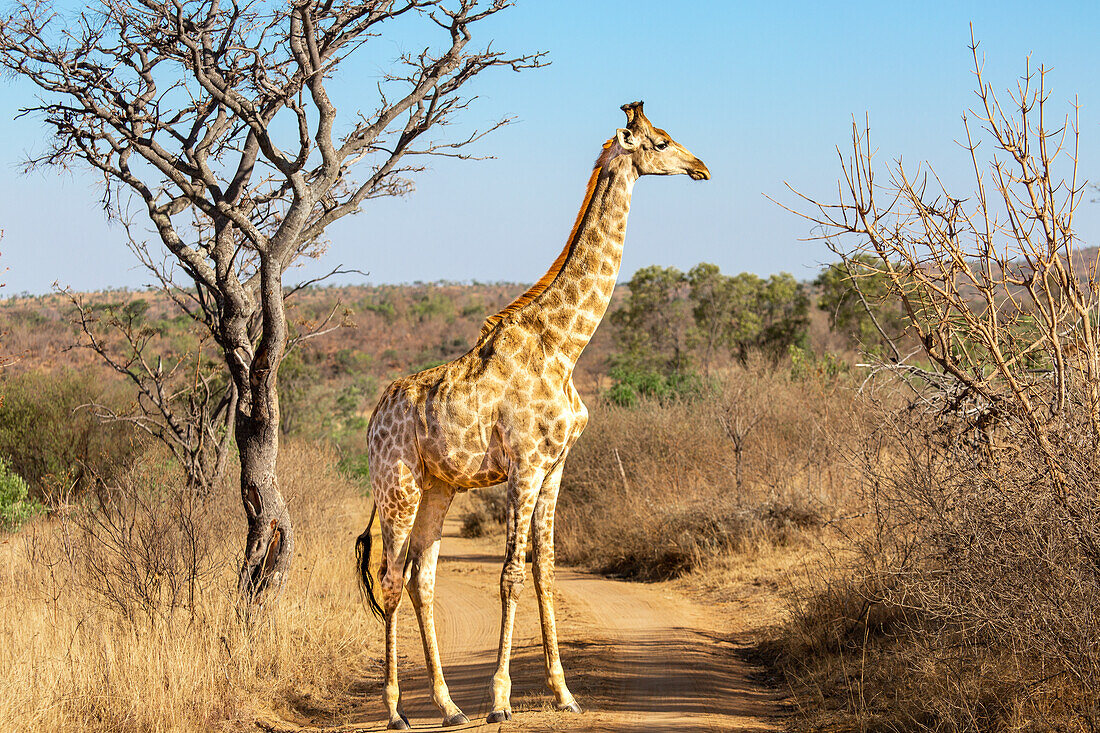 Giraffe im Welgevonden-Wildreservat, Limpopo, Südafrika, Afrika