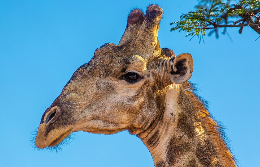 Giraffe im Welgevonden-Wildreservat, Limpopo, Südafrika, Afrika