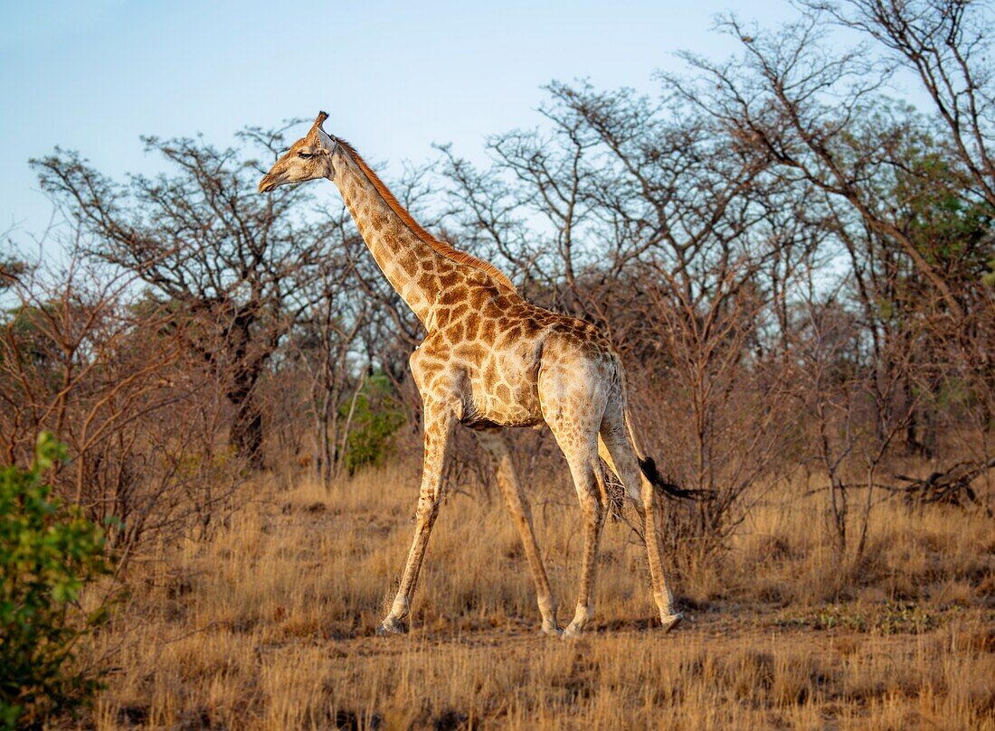 Giraffe, Welgevonden Wildreservat, Limpopo, Südafrika, Afrika