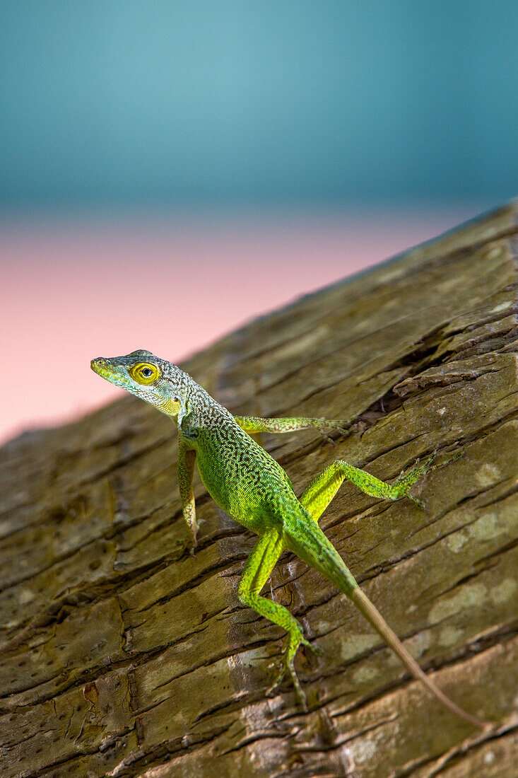 Antiguanische Anolis-Eidechse (Anolis Leachii) auf den Bermudas, Atlantik, Mittelamerika