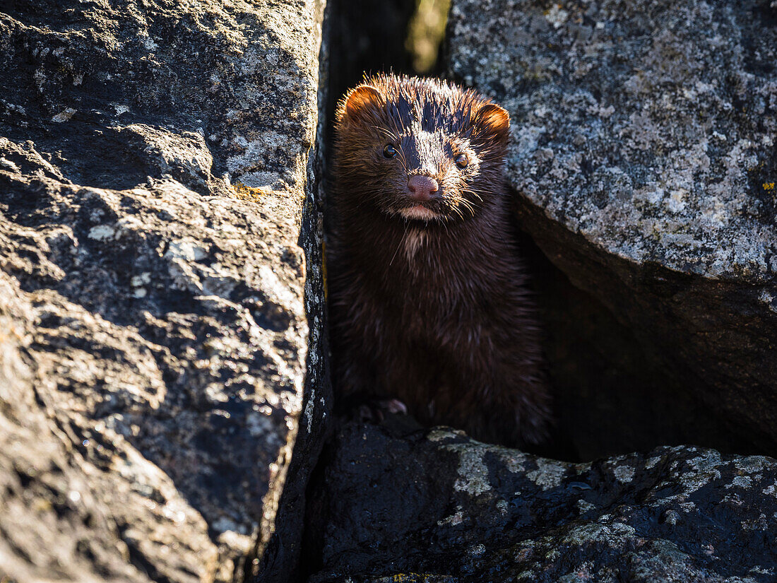 Weasel among rocks