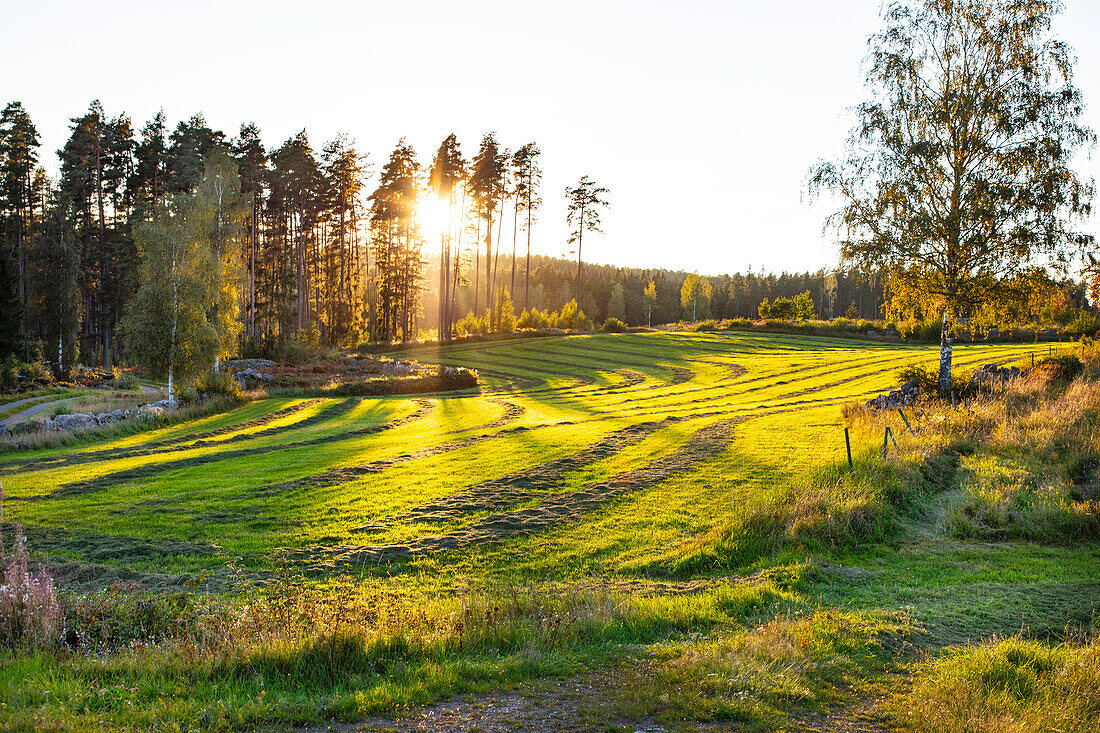 Meadow and forest at sunny day