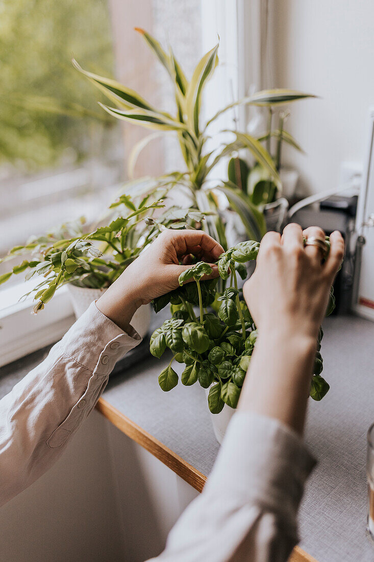 Woman's hands cutting basil