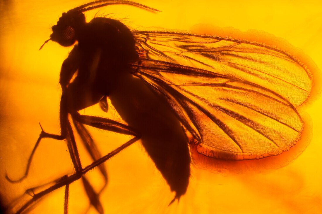 Mosquito in amber, 50 million years old.