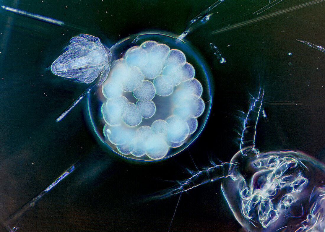 Plankton mit Eiern, Nahaufnahme