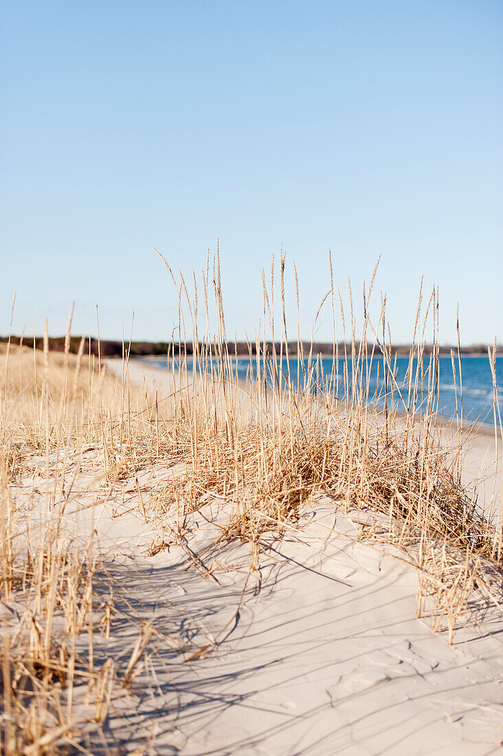 Dry grass growing on beach by sea