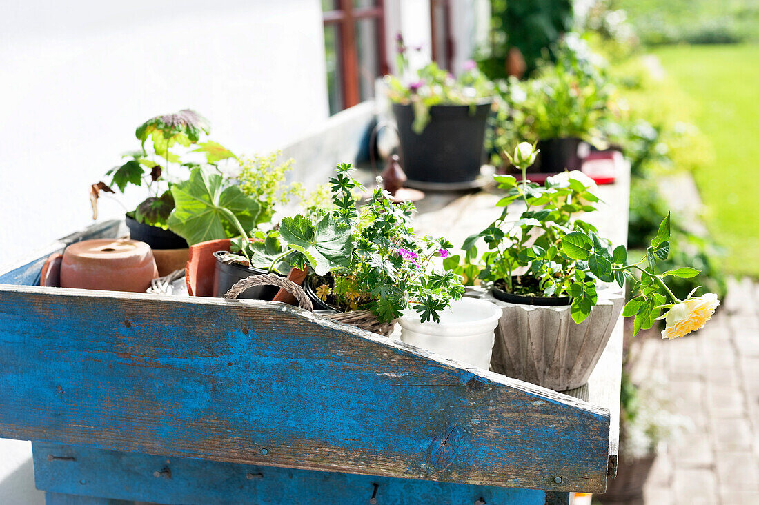 Topfpflanzen im Garten