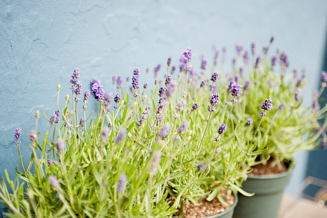 Blühender Lavendel in Töpfen