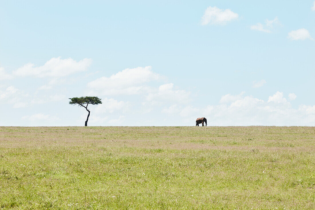 Elephant on savannah