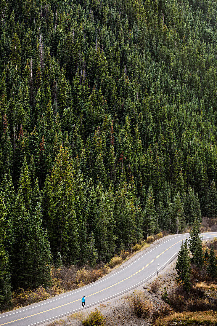 Forest along country road