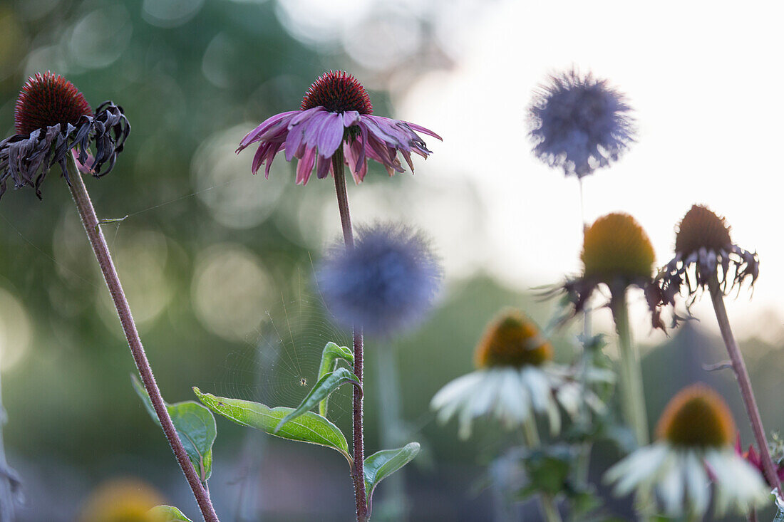 Blumen, Nahaufnahme