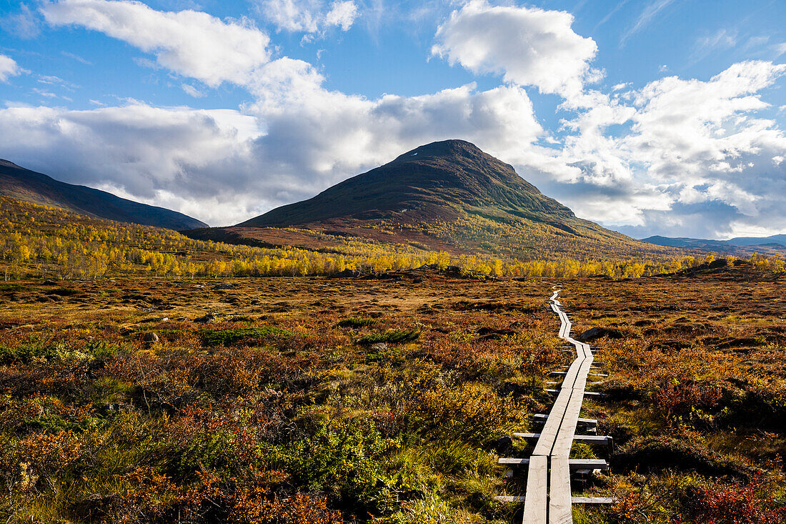 Boardwalk in meadow