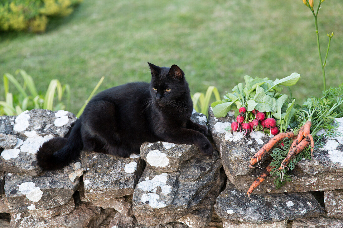 Katze auf Steinmauer