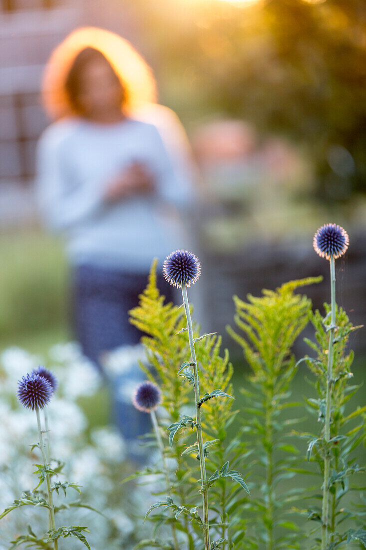 Stachelige Blumen im Garten