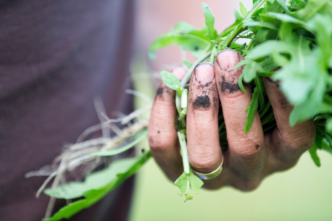 Hände halten Rucola