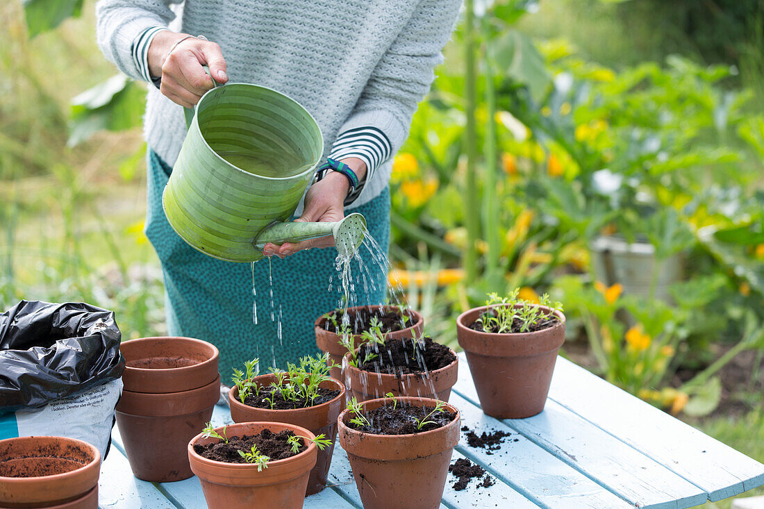 Woman watering plants in pots