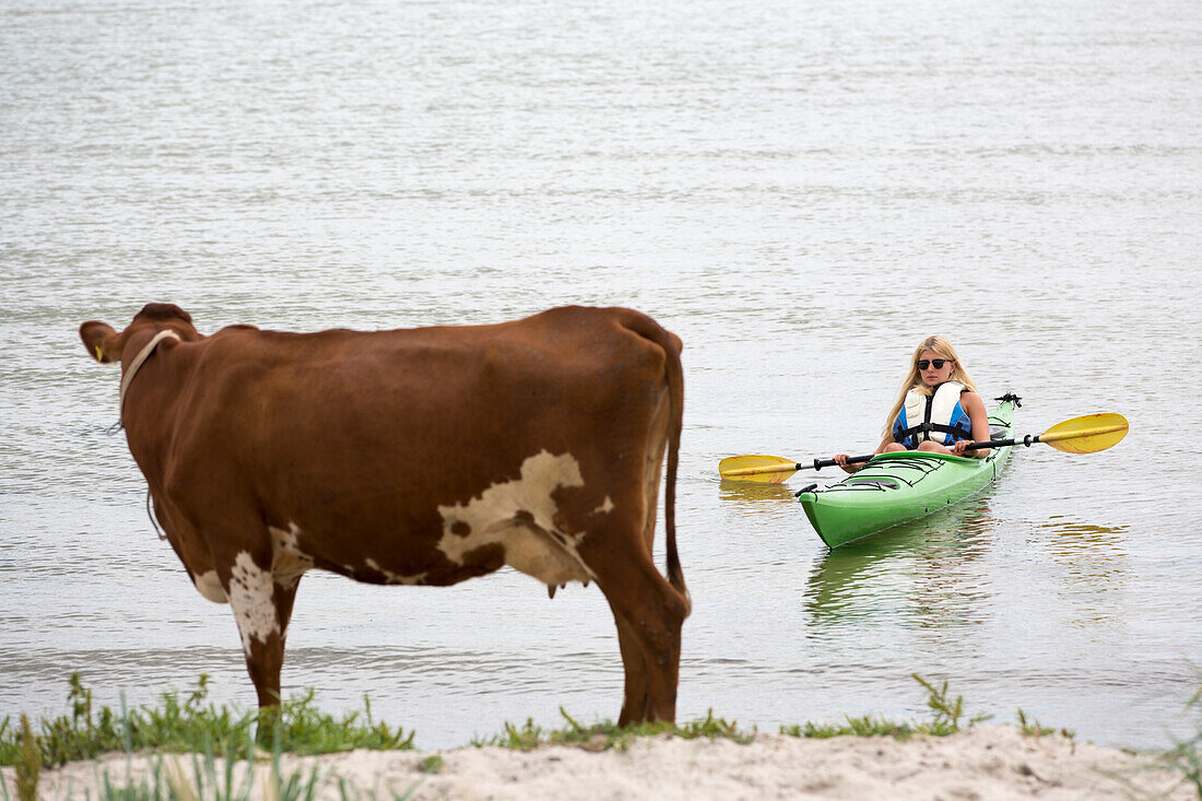 Frau beim Kajakfahren, Kuh am Strand im Vordergrund