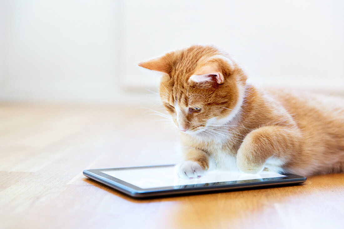 Katze spielt mit digitalem Tablet