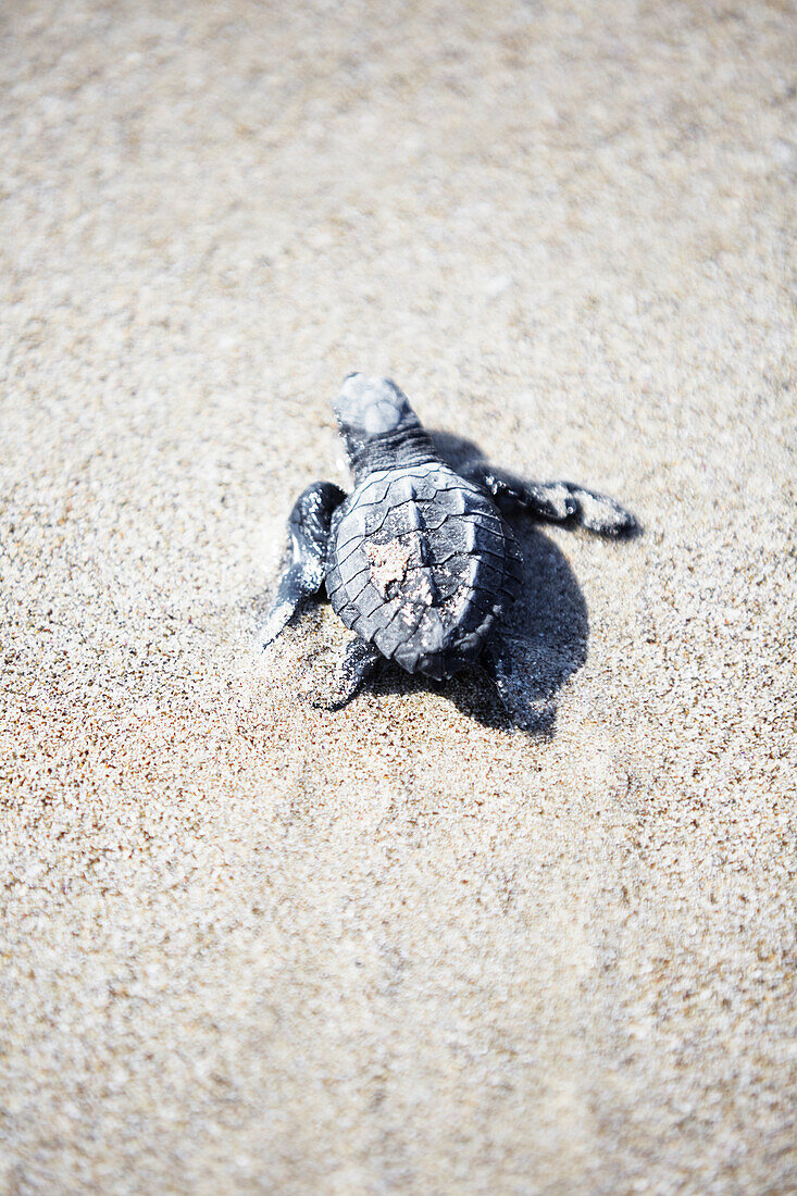 Little turtle on sand