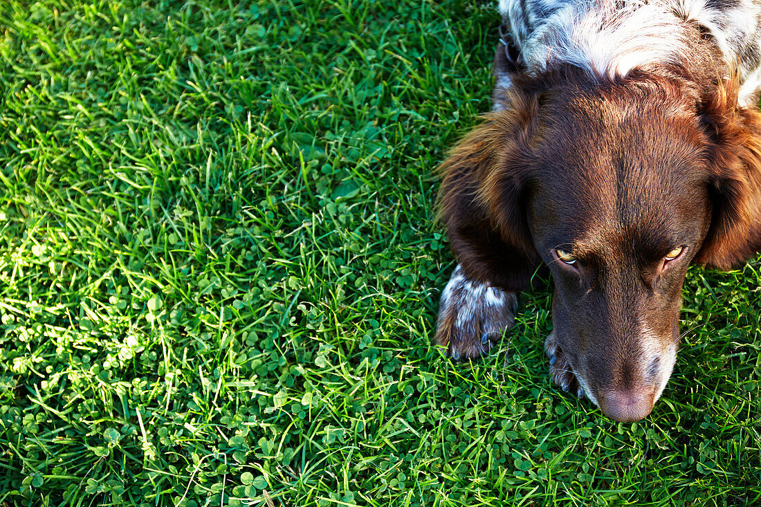 Dog on lawn