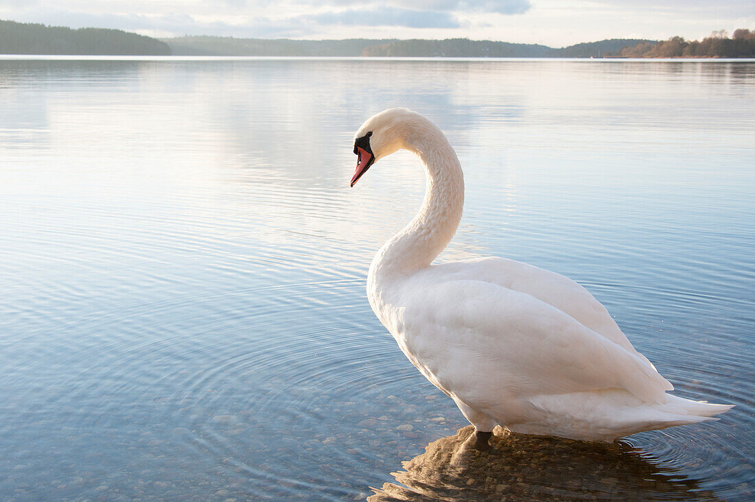 Swan at lake