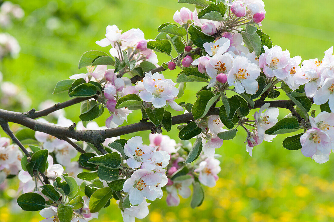 Blossoming apple tree