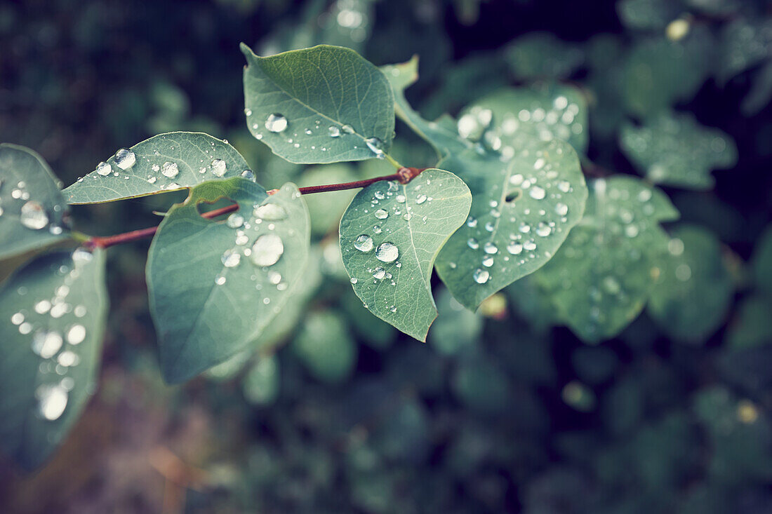 Raindrops on leaves