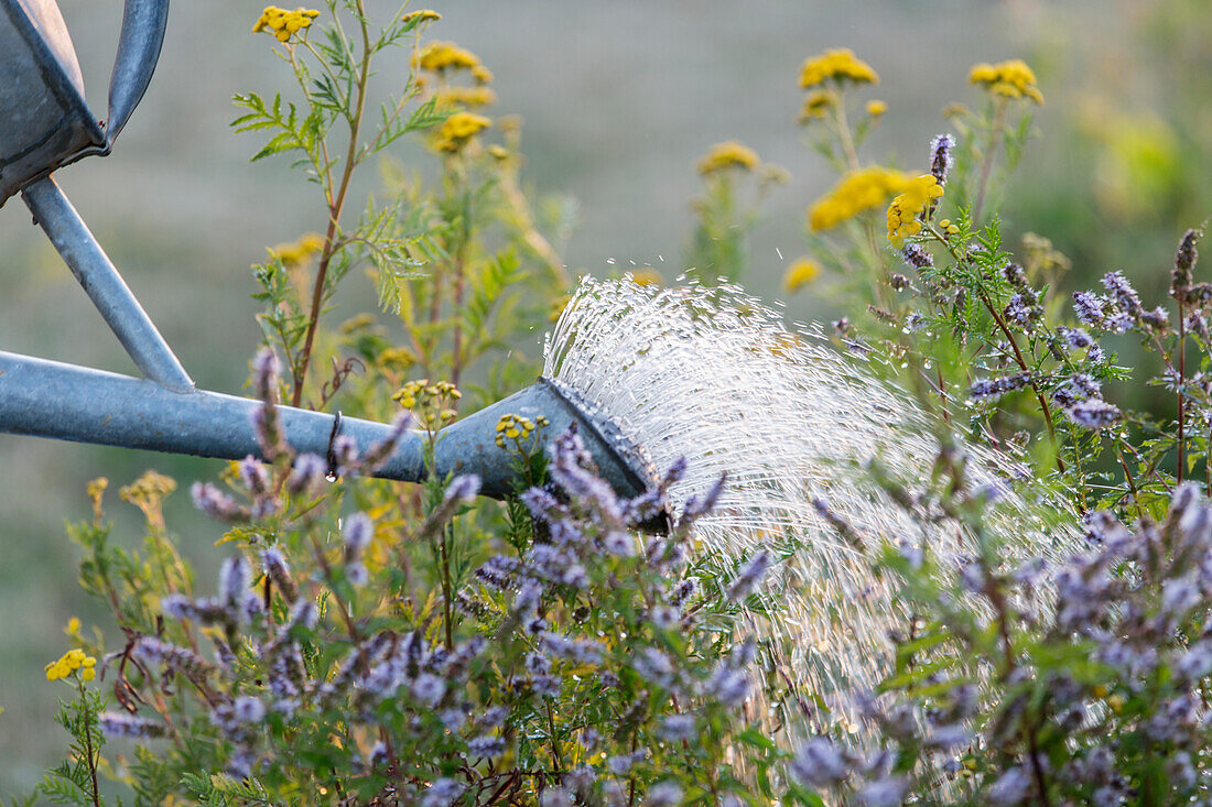 Blumen gießen im Garten