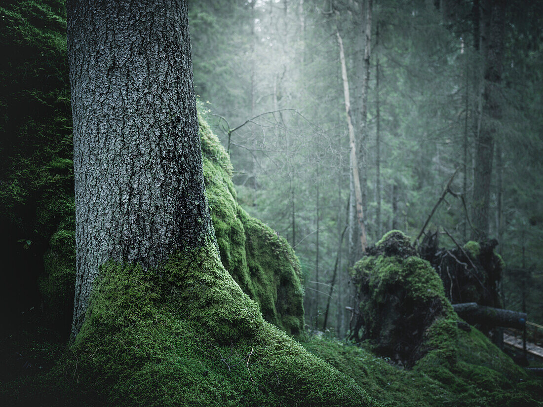 Moos auf Baum