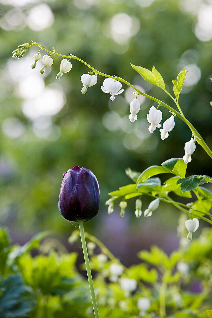 Nahaufnahme von Blumen