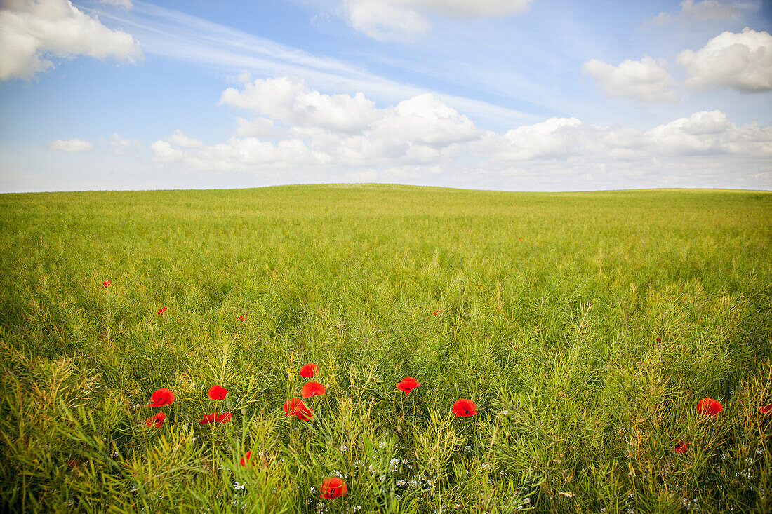 Blick auf ein Feld