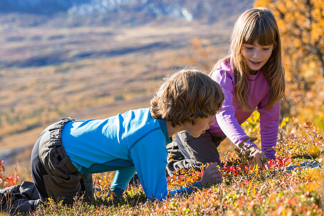 Mädchen und Junge pflücken Beeren