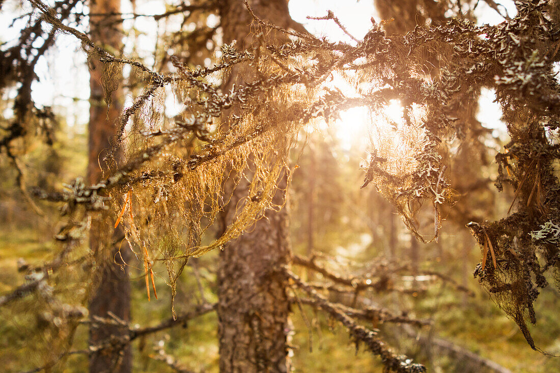 Frost on tree branches