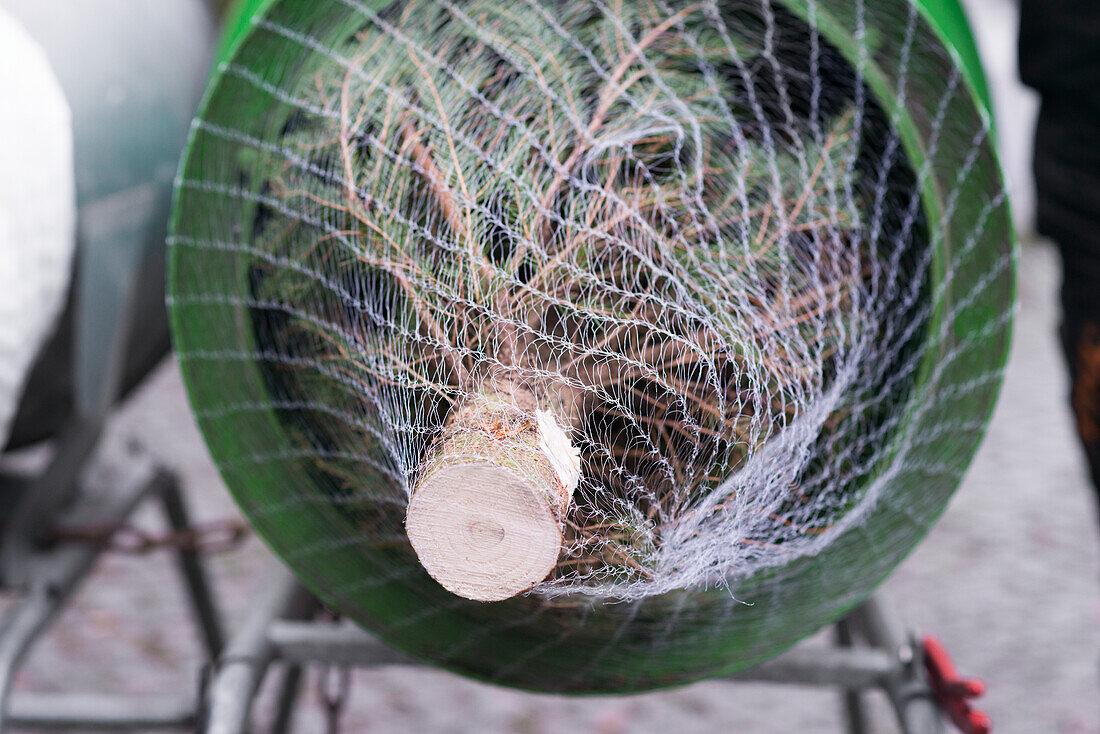 Christmas tree wrapped in net