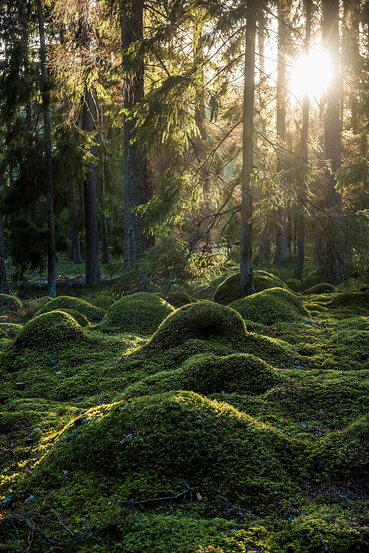 View of forest