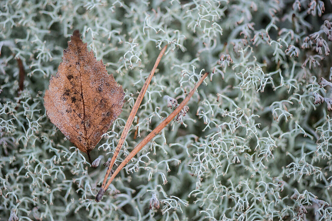 Leaf and needles on lichen, close-up