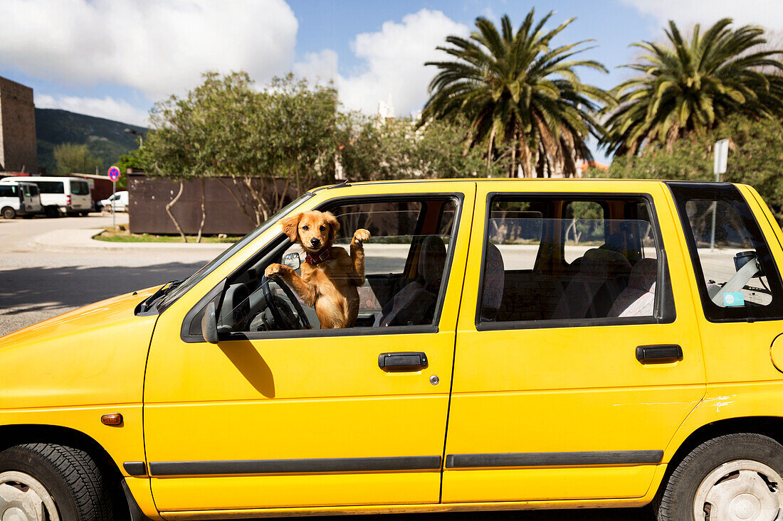 Dog looking through car window