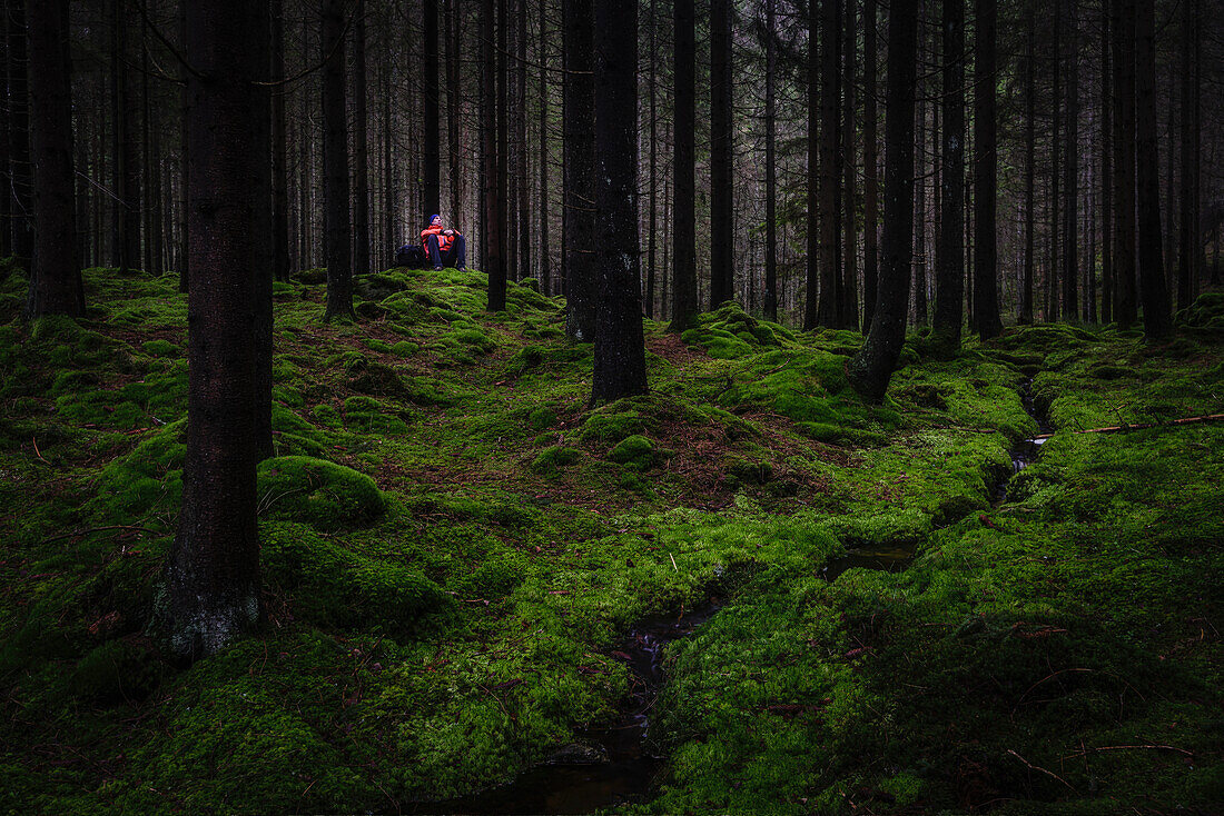 Hiker in forest