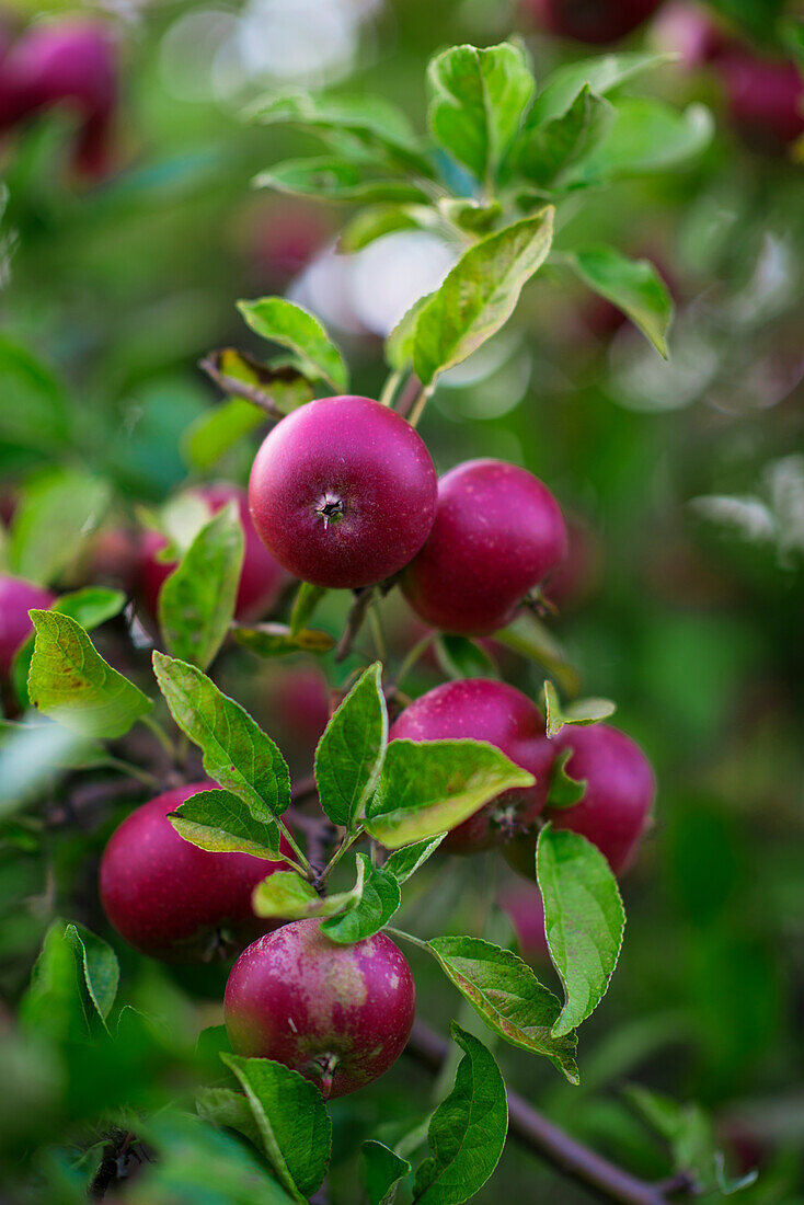 Apple fruits on branch