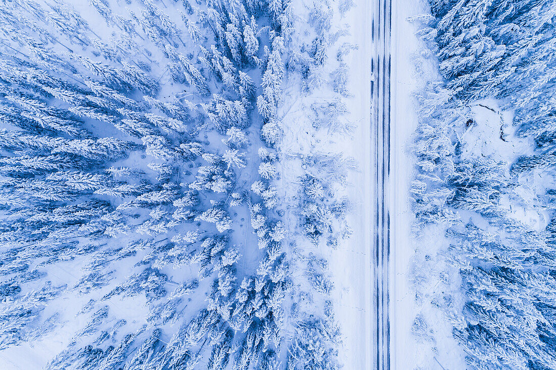 Winter road through forest