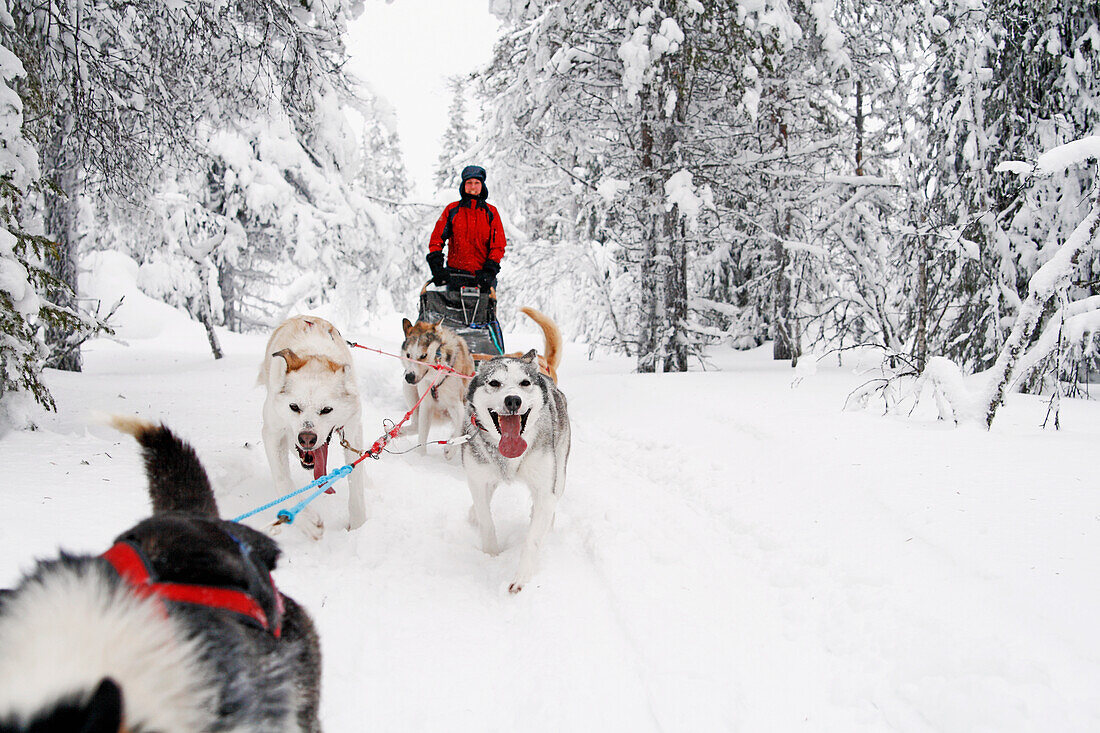 Siberian Huskies pulling sleigh with woman