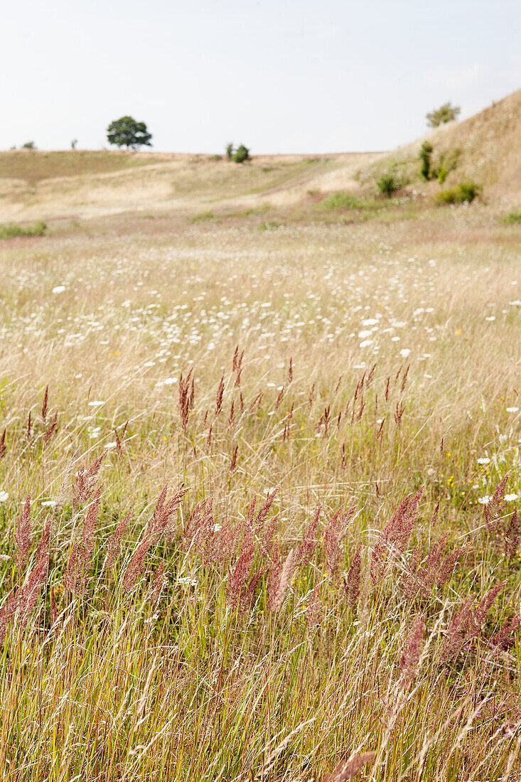 Wiese mit Gras