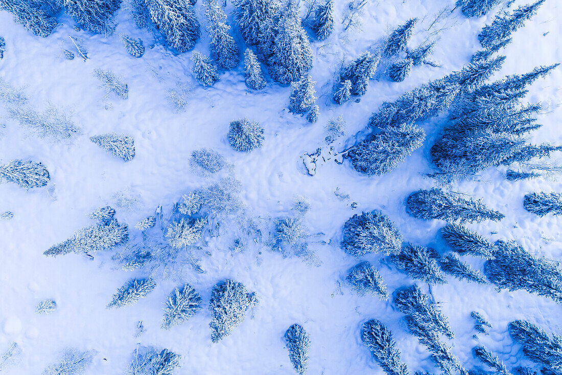 Forest at winter, aerial view