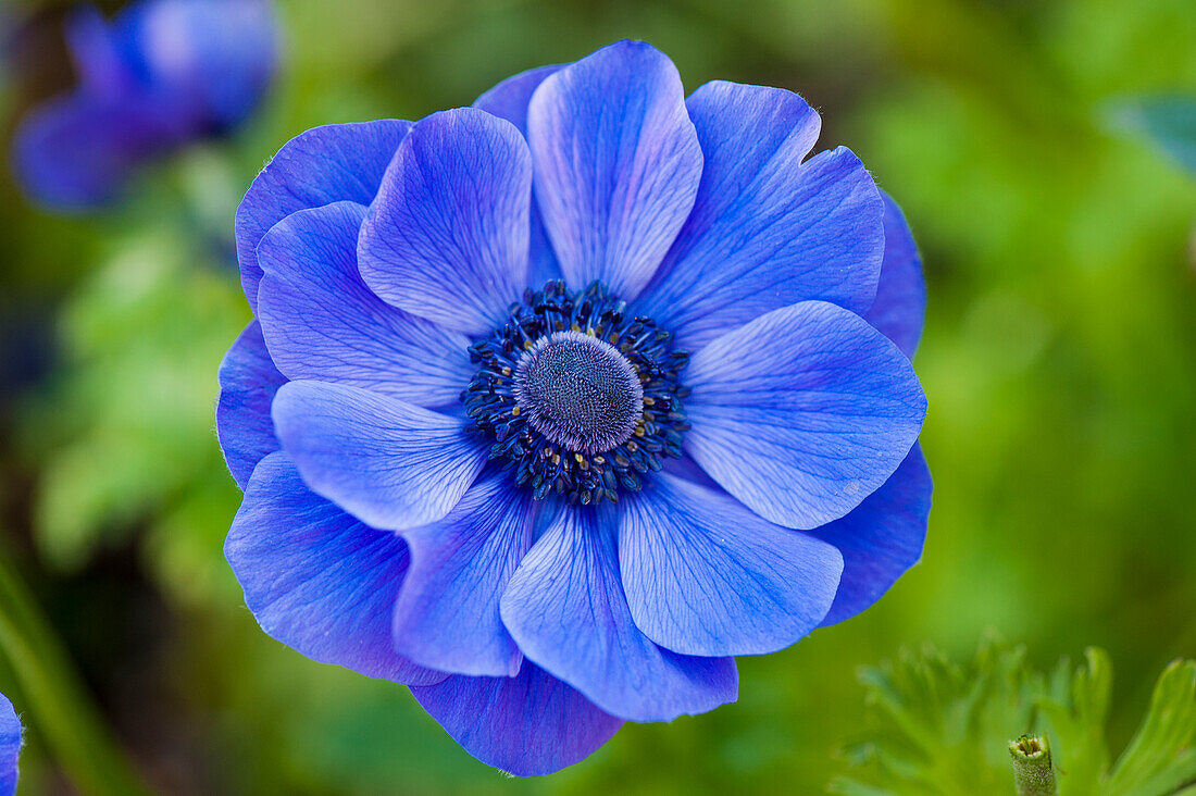 Blue anemone