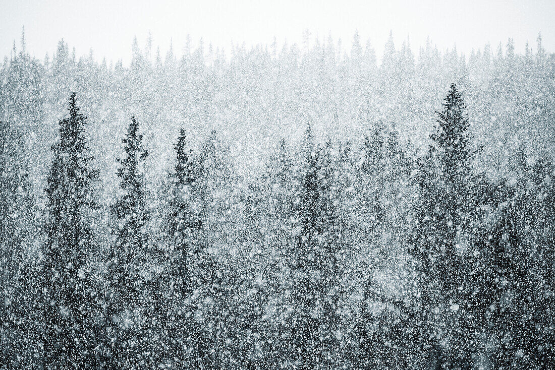 Ansicht eines Waldes während eines Schneesturms in luftiger Höhe