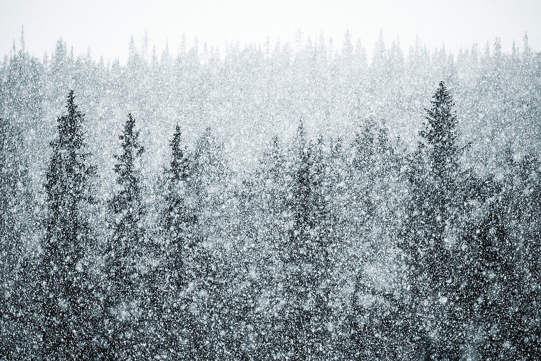 Elevated view of forest during blizzard