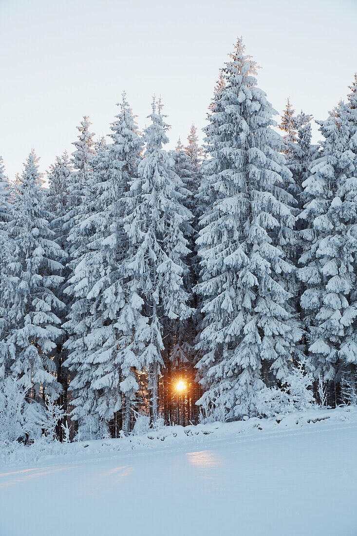 Coniferous forest in winter